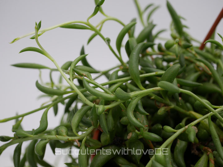 Senecio radicans 'String of Bananas' - 2 x Stecklinge oder im 5,5cm Topf