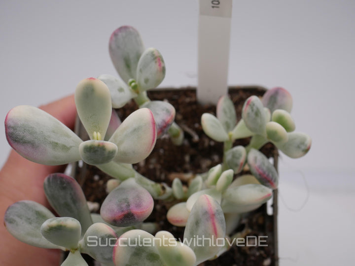 Cotyledon orbiculata cv variegated - sehr seltene und bunte Sukkulente aus Korea - Pflanze * Korea Import * #105