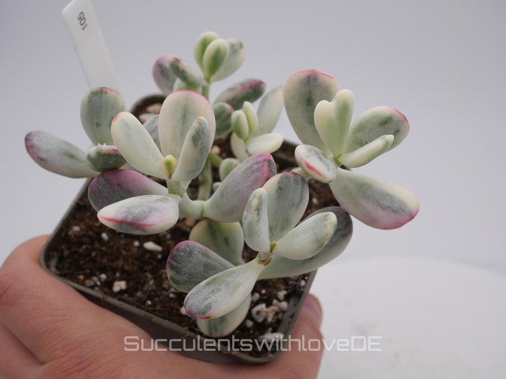 Cotyledon orbiculata cv variegated - sehr seltene und bunte Sukkulente aus Korea - Pflanze * Korea Import * #105