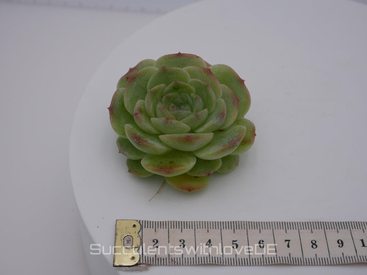 Echeveria 'Love Song - schöne und seltene Sukkulente - Sukkulente - Pflanze * Korea Import *