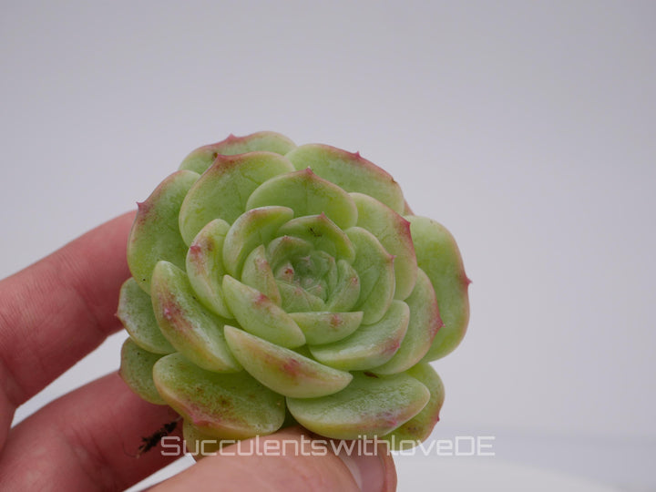 Echeveria 'Love Song - schöne und seltene Sukkulente - Sukkulente - Pflanze * Korea Import *