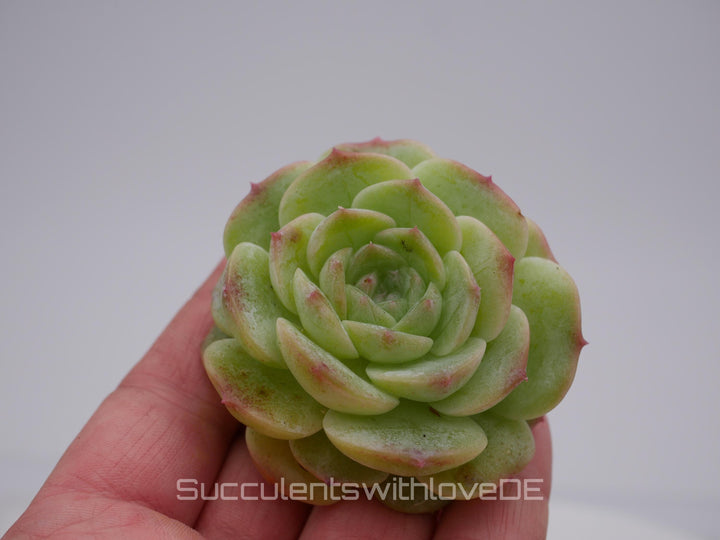 Echeveria 'Love Song - schöne und seltene Sukkulente - Sukkulente - Pflanze * Korea Import *