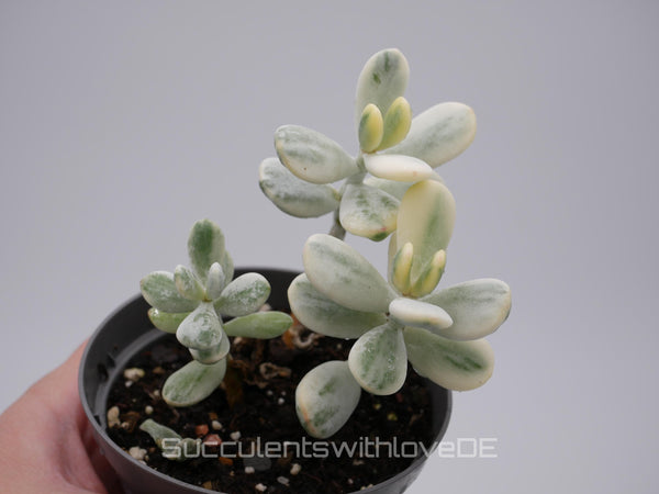 Cotyledon orbiculata cv variegated - sehr seltene und bunte Sukkulente aus Korea - Pflanze * Korea Import * #111