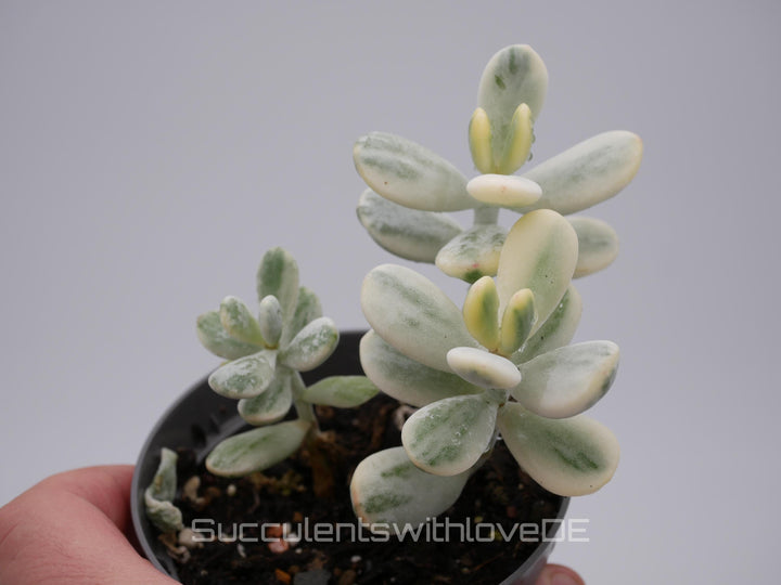 Cotyledon orbiculata cv variegated - sehr seltene und bunte Sukkulente aus Korea - Pflanze * Korea Import * #111