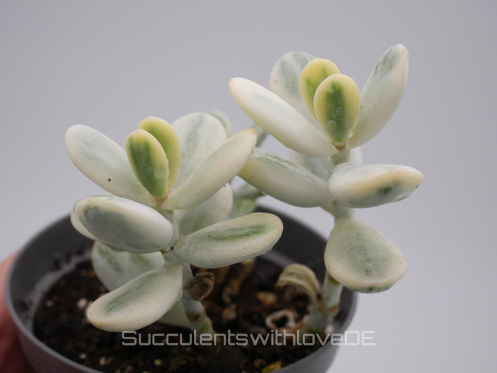 Cotyledon orbiculata cv variegated - sehr seltene und bunte Sukkulente aus Korea - Pflanze * Korea Import * #111