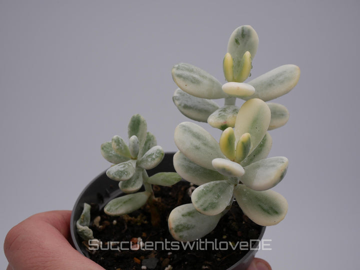 Cotyledon orbiculata cv variegated - sehr seltene und bunte Sukkulente aus Korea - Pflanze * Korea Import * #111