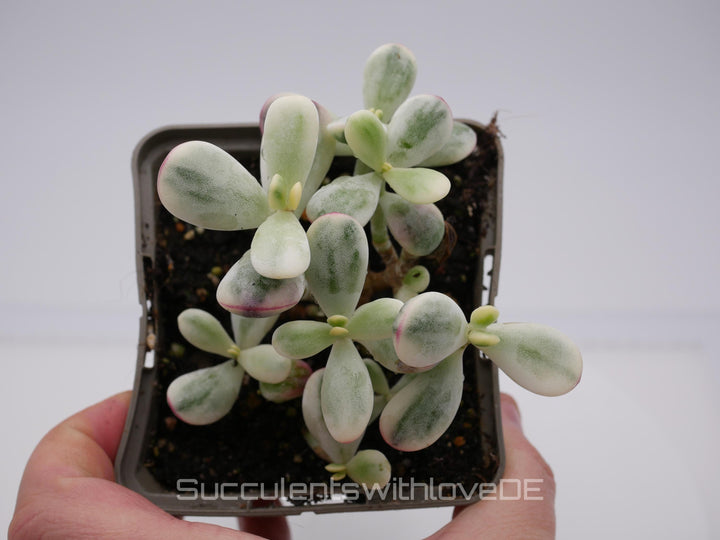 Cotyledon orbiculata cv variegated - sehr seltene und bunte Sukkulente aus Korea - Pflanze * Korea Import * #112