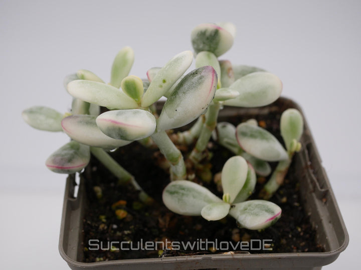 Cotyledon orbiculata cv variegated - sehr seltene und bunte Sukkulente aus Korea - Pflanze * Korea Import * #112