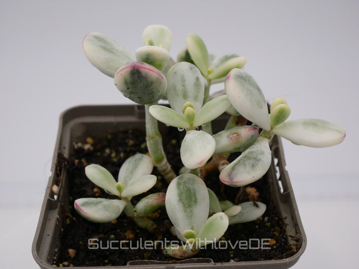 Cotyledon orbiculata cv variegated - sehr seltene und bunte Sukkulente aus Korea - Pflanze * Korea Import * #112