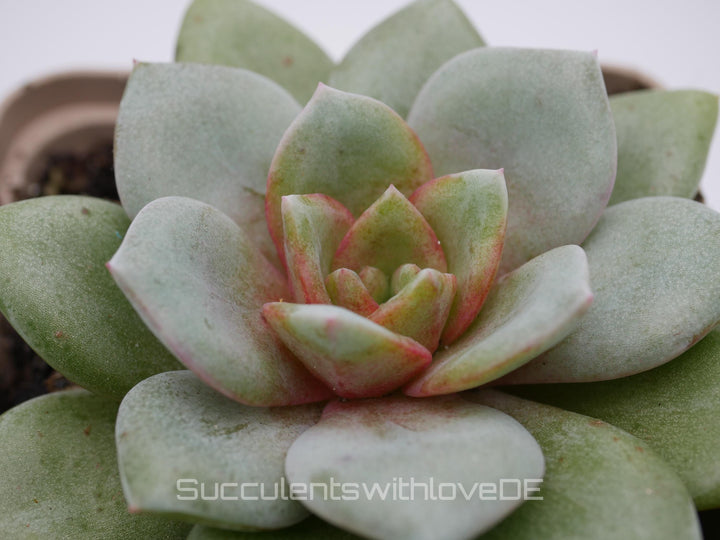 Echeveria Hybrid - schöne und seltene Sukkulente - Sukkulente - Pflanze * Korea Import *