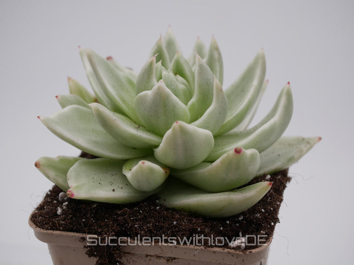 Echeveria agavoides 'Lemon Lime' var. - schöne und seltene Sukkulente - Sukkulente - Pflanze * Korea Import *