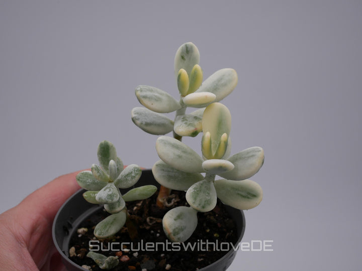 Cotyledon orbiculata cv variegated - sehr seltene und bunte Sukkulente aus Korea - Pflanze * Korea Import * #111