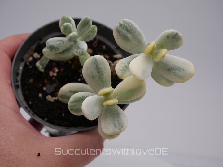 Cotyledon orbiculata cv variegated - sehr seltene und bunte Sukkulente aus Korea - Pflanze * Korea Import * #111