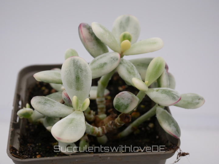 Cotyledon orbiculata cv variegated - sehr seltene und bunte Sukkulente aus Korea - Pflanze * Korea Import * #112