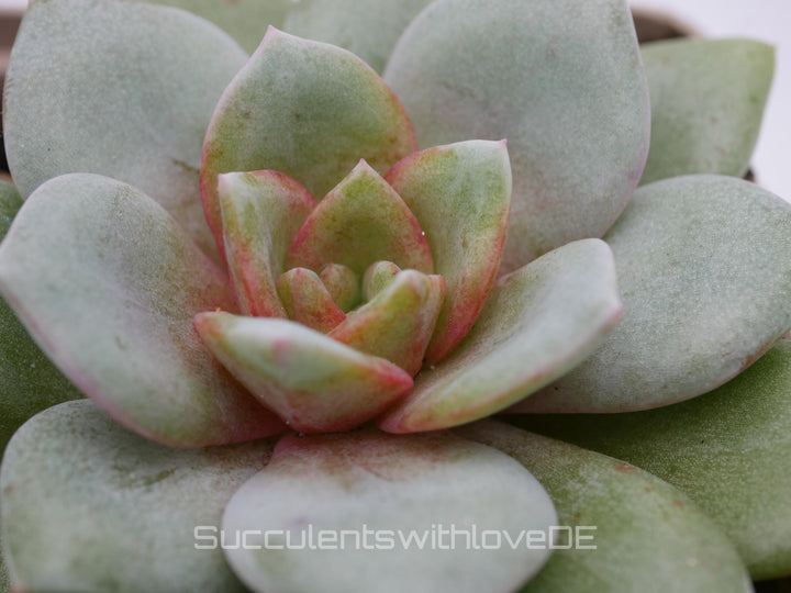 Echeveria Hybrid - schöne und seltene Sukkulente - Sukkulente - Pflanze * Korea Import *
