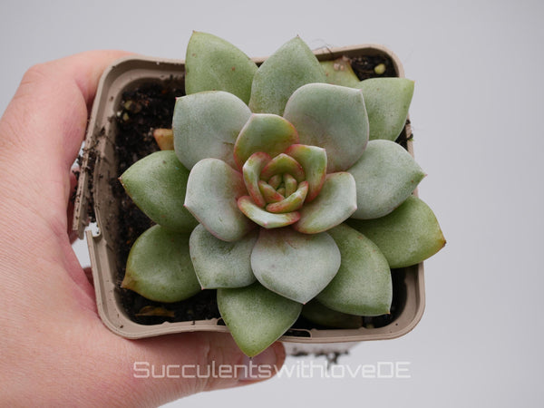 Echeveria Hybrid - schöne und seltene Sukkulente - Sukkulente - Pflanze * Korea Import *