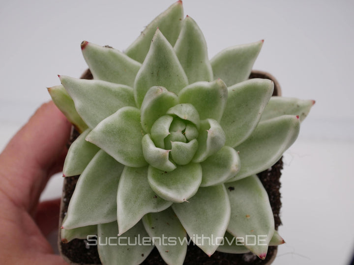 Echeveria agavoides 'Lemon Lime' var. - schöne und seltene Sukkulente - Sukkulente - Pflanze * Korea Import *