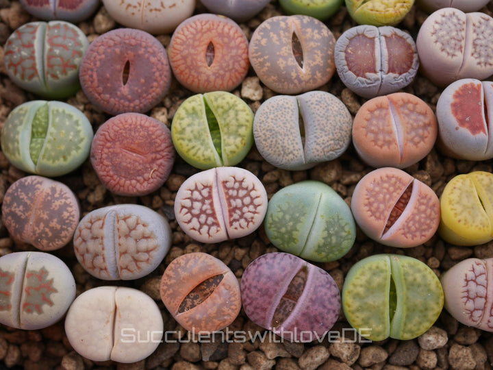 Lebende Steinpflanzen | Lithops Living Stone Sukkulenten | schöne farbige lebende Steine | SALE | medium