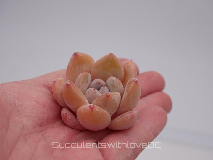 Echeveria 'AoLai' - schöne und seltene Sukkulente - Sukkulente - Pflanze * Korea Import *