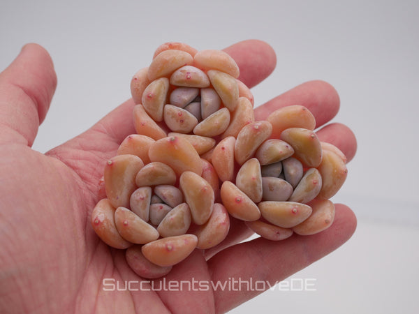 Echeveria 'AoLai' - schöne und seltene Sukkulente - Sukkulente - Pflanze * Korea Import *