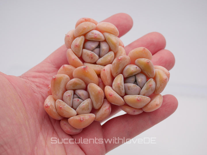 Echeveria 'AoLai' - schöne und seltene Sukkulente - Sukkulente - Pflanze * Korea Import *