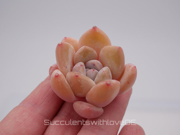 Echeveria 'AoLai' - schöne und seltene Sukkulente - Sukkulente - Pflanze * Korea Import *