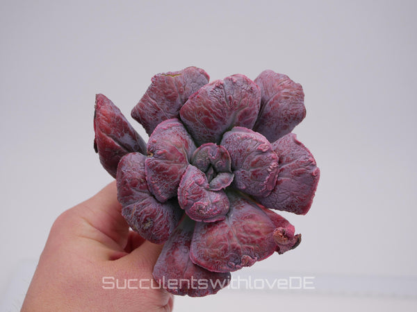 Echeveria 'Linguas' - schöne und seltene Sukkulente - Sukkulente - Pflanze * Korea Import *
