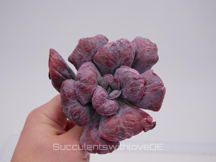 Echeveria 'Linguas' - schöne und seltene Sukkulente - Sukkulente - Pflanze * Korea Import *