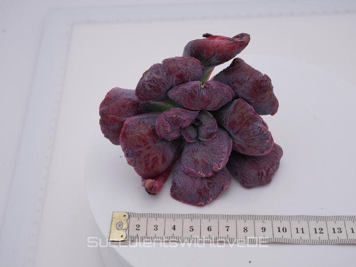 Echeveria 'Linguas' - schöne und seltene Sukkulente - Sukkulente - Pflanze * Korea Import *