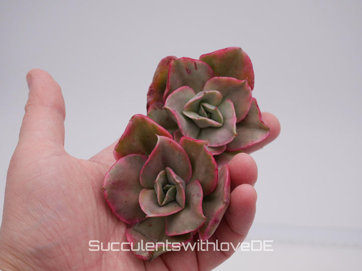 Echeveria 'Qin' var. - schöne und seltene Sukkulente - Sukkulente - Pflanze * Korea Import *