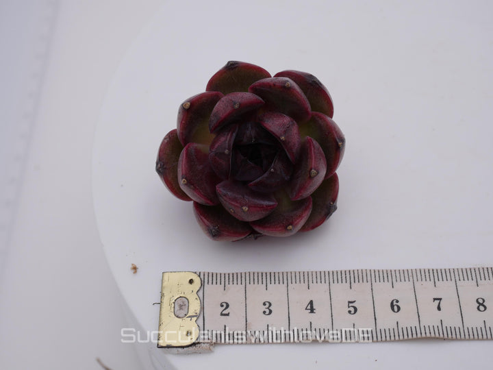 Echeveria 'Shango Jenny' - schöne und seltene Sukkulente - Sukkulente - Pflanze * Korea Import *