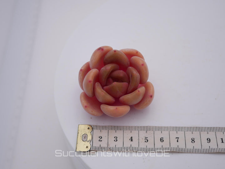 Echeveria 'Brandy' - schöne und seltene Sukkulente - Sukkulente - Pflanze * Korea Import *