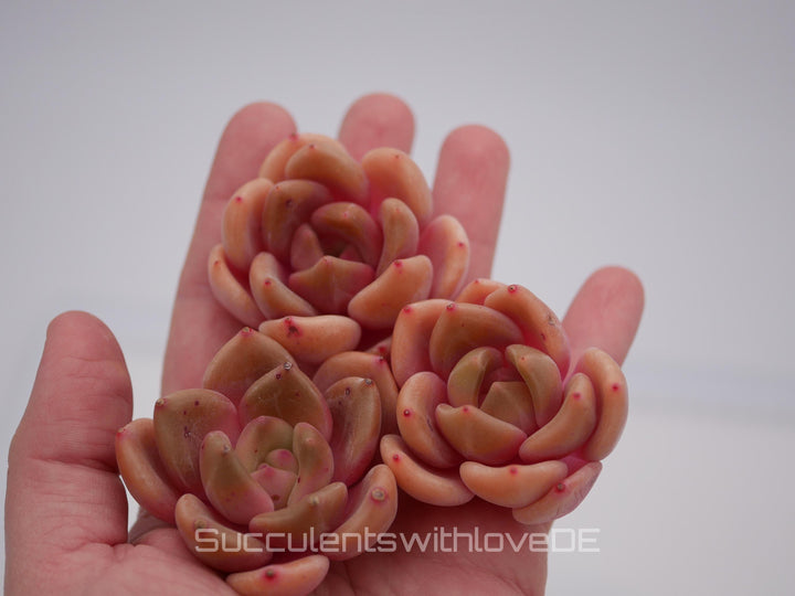 Echeveria 'Brandy' - schöne und seltene Sukkulente - Sukkulente - Pflanze * Korea Import *