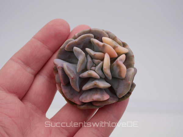 Echeveria 'Cubic Frost var. - schöne und seltene Sukkulente - Sukkulente - Pflanze * Korea Import *