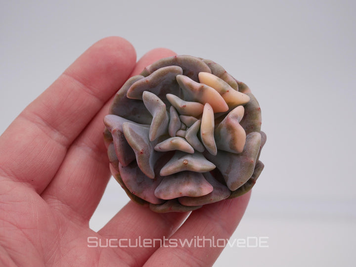 Echeveria 'Cubic Frost var. - schöne und seltene Sukkulente - Sukkulente - Pflanze * Korea Import *