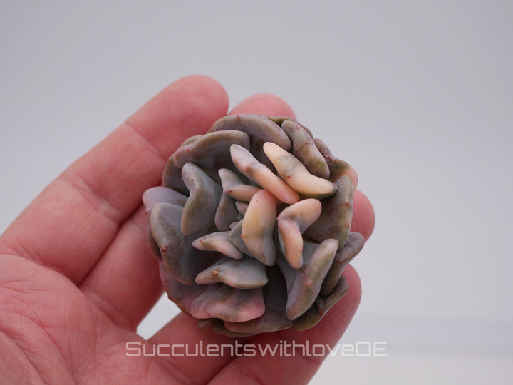 Echeveria 'Cubic Frost var. - schöne und seltene Sukkulente - Sukkulente - Pflanze * Korea Import *