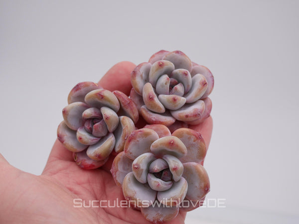 Echeveria 'Star Snow' - schöne und seltene Sukkulente - Sukkulente - Pflanze * Korea Import *