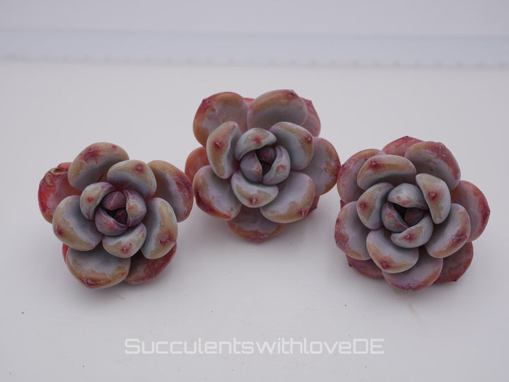 Echeveria 'Star Snow' - schöne und seltene Sukkulente - Sukkulente - Pflanze * Korea Import *