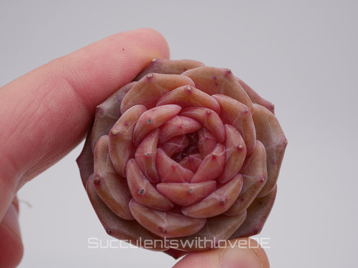 Echveria 'Purple Mood' - schöne und seltene Sukkulente - Sukkulente - Pflanze * Korea Import *
