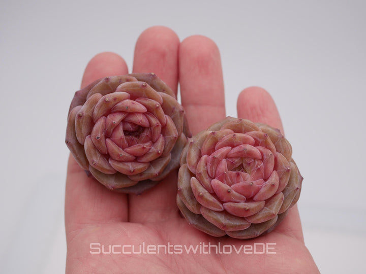 Echveria 'Purple Mood' - schöne und seltene Sukkulente - Sukkulente - Pflanze * Korea Import *