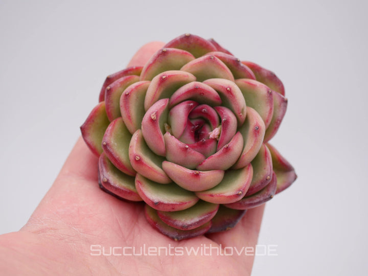 Echeveria 'Mont Brown' - schöne und seltene Sukkulente - Sukkulente - Pflanze * Korea Import *