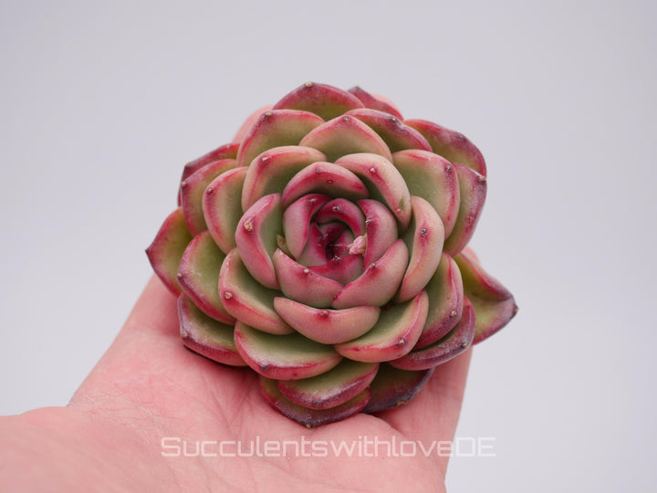 Echeveria 'Mont Brown' - schöne und seltene Sukkulente - Sukkulente - Pflanze * Korea Import *