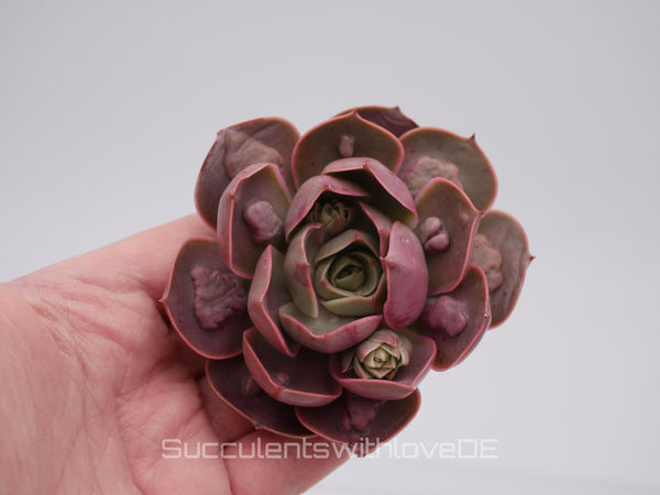 Echeveria 'Red Lights' warts - schöne und seltene Sukkulente - Sukkulente - Pflanze * Korea Import *