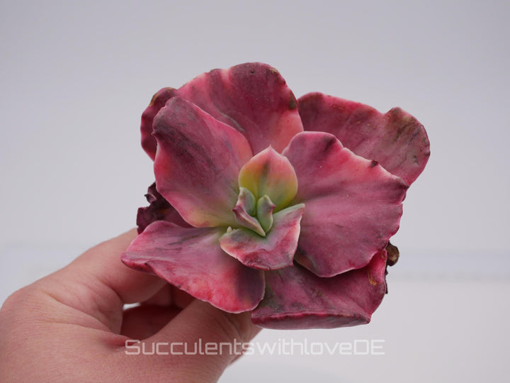 Echeveria 'Suyon Rainbow' var - schöne und seltene Sukkulente - Sukkulente - Pflanze * Korea Import *