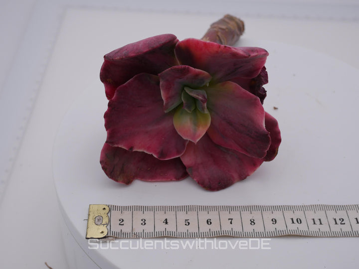 Echeveria 'Suyon Rainbow' var - schöne und seltene Sukkulente - Sukkulente - Pflanze * Korea Import *