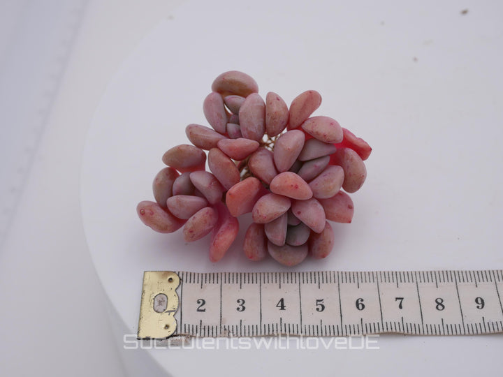 Echeveria 'Pink Spot' - schöne und sehr seltene Sukkulente - Pflanze * Korea Import *