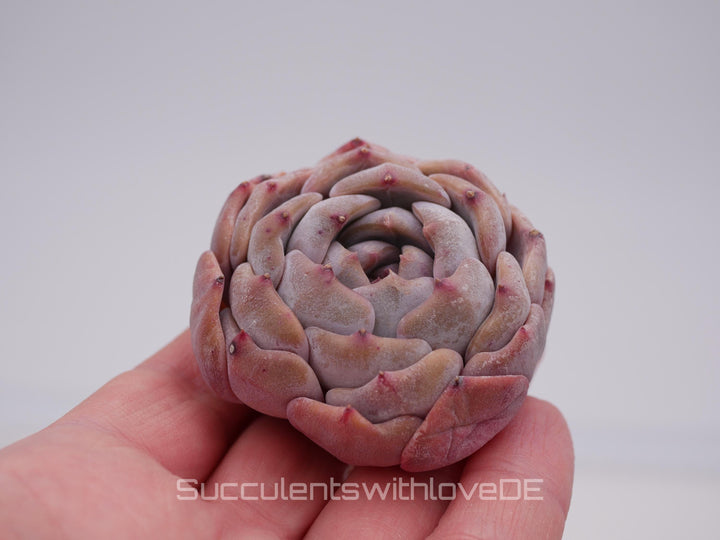 Echeveria 'Nightinga' - schöne und seltene Sukkulente - Sukkulente - Pflanze * Korea Import *