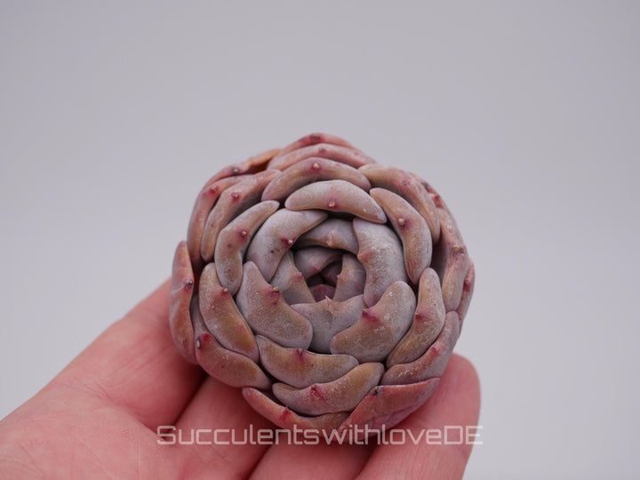 Echeveria 'Nightinga' - schöne und seltene Sukkulente - Sukkulente - Pflanze * Korea Import *