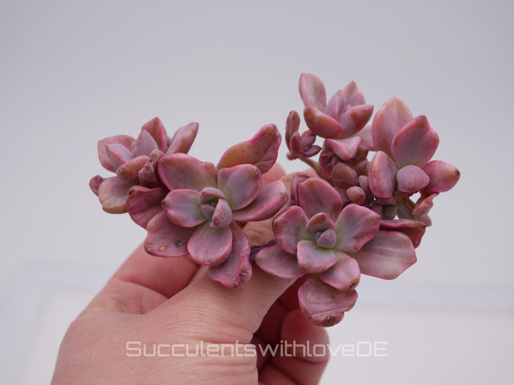Echeveria Mrs Richard variegiert - schöne und sehr seltene Sukkulente - Pflanze * Korea Import *