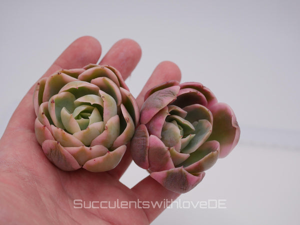 Echeveria 'Pink Bella' var. - schöne und seltene Sukkulente - Sukkulente - Pflanze * Korea Import *